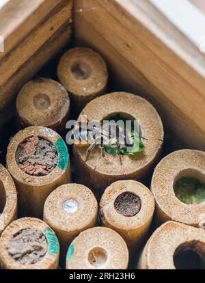 Megachile Centuncularis, abeille patchwork feuille-Cutter, enfermant l'entrée de ses cellules d'oeufs avec des feuilles qu'ils mâchent dans une pulpe et se mélangent avec de la salive. Banque D'Images