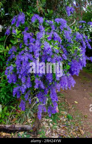 Papier de verre Vine, Petrea volubilis, Australie, cultivar. Banque D'Images