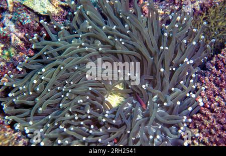 Corail plat à tentacules longs (Heliofungia actiniformis) de Bunaken, Sulawesi du Nord, Indonésie. Banque D'Images