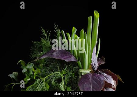 Une variété d'herbes dans un pot en argile, sur un fond noir. Origan, persil, aneth, ciboulette Banque D'Images