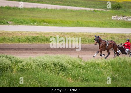 Cheval et cavalier sur une promenade. Jockey et cheval sur l'hippodrome à Kiev, Ukraine. Fond de cheval de course. Étalon dans le faisceau dans le champ. Banque D'Images