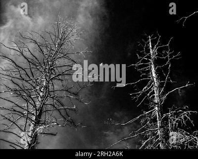 Eerie vue noir et blanc des arbres morts dans le parc national de Bryce Canyon, avec cirrostratus de haute altitude et une fine lune faucille en arrière-plan. Banque D'Images