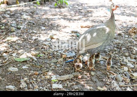 poule de guinéafowl hissée avec ses poussins nouveau-nés Banque D'Images