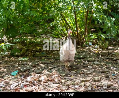 Guineafowl couvent la poule avec ses nouveaux poussins éclos dans le jardin Banque D'Images