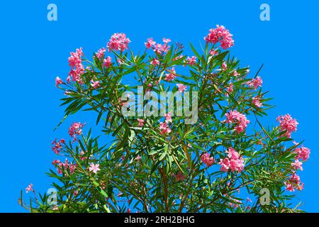 buisson de lauriers roses fleuris et ciel bleu dans un paradis méditerranéen Banque D'Images