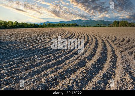 Champ agricole avec courbes de charrue. Champ cultivé en Provence avec arbres et montagnes sur le fond. Banque D'Images