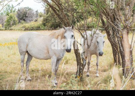 Beaux chevaux blancs sur le pâturage ensoleillé. Couple de chevaux paissant sur le pré en Provence, France Banque D'Images