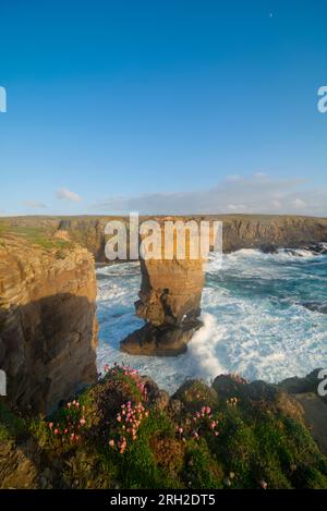 Yesnaby Sea stack in spring, Orkney Islands Stock Photo