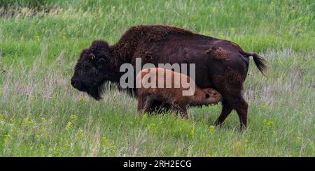 Jeunes infirmières de bison des plaines (bison bison) au village frontalier de Jamestown, Dakota du Nord Banque D'Images