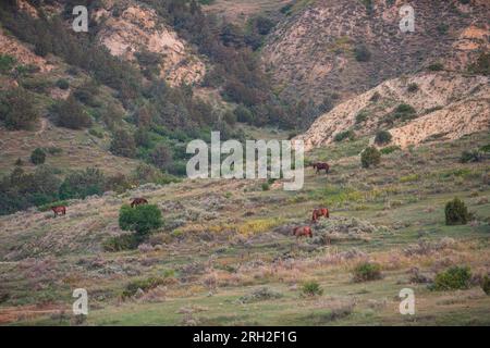 Chevaux sauvages (Equus fetus caballus) dans le parc national Theodore Roosevelt près de Medora, Dakota du Nord Banque D'Images