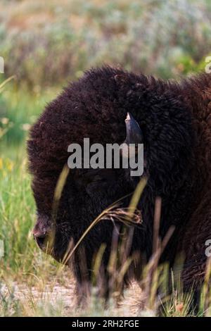 Bison des prairies (bison bison) dans l'unité nord du parc national Theodore Roosevelt, dans le Dakota du Nord Banque D'Images