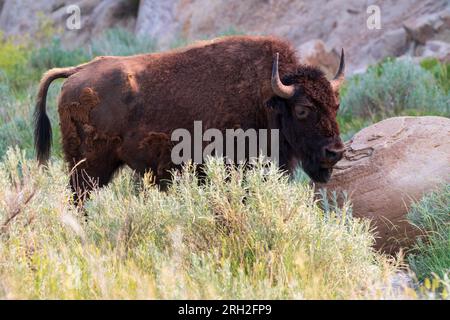 Bison des prairies (bison bison) dans l'unité nord du parc national Theodore Roosevelt, dans le Dakota du Nord Banque D'Images