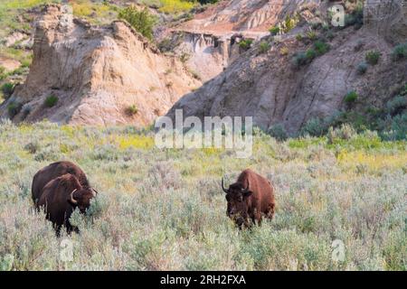 Bison des prairies (bison bison) dans l'unité nord du parc national Theodore Roosevelt, dans le Dakota du Nord Banque D'Images