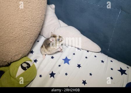 Hamster mignon Dzungarian sur un lit d'enfant. Banque D'Images