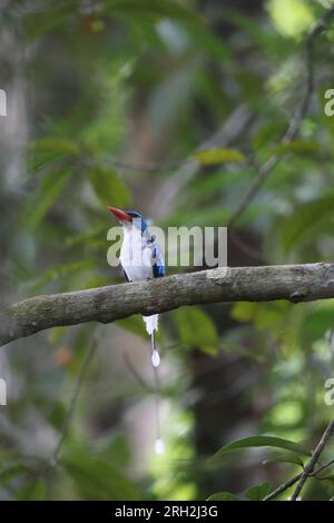 Le Paradis Biak kingfisher (Tanysiptera riedelii) est un arbre kingfisher qui est endémique à l'île indonésienne de Biak qui est l'un d'un petit grou Banque D'Images
