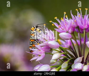 Ailanthus Webworm Moth se nourrissant de fleur d'oignon hochant. Conservation des insectes et de la faune, préservation de l'habitat et concept de jardin de fleurs de jardin Banque D'Images