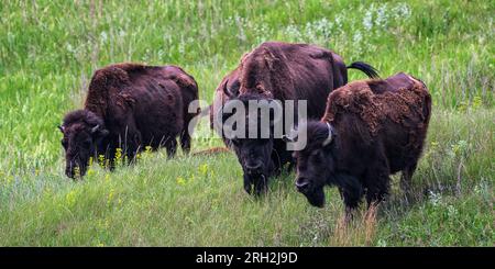 Bison des prairies (bison bison) au Frontier Village à Jamestown, Dakota du Nord Banque D'Images