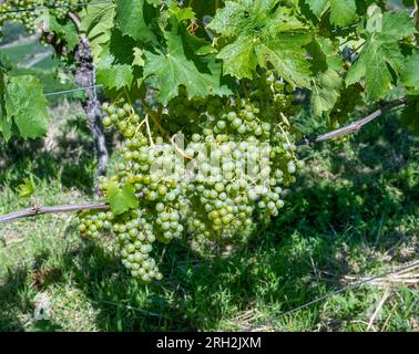 Raisins Riesling dans le célèbre vignoble Bassgeige de la coopérative viticole Oberberge. Kaiserstuhl, Baden Wuerttemberg, Allemagne, Europe Banque D'Images