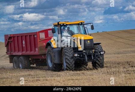 Un tracteur et une remorque transportant du maïs de blé d'un champ, qui vient d'être récolté ou combiné, au magasin de grain pour le stockage Banque D'Images