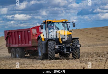 Un tracteur et une remorque transportant du maïs de blé d'un champ, qui vient d'être récolté ou combiné, au magasin de grain pour le stockage Banque D'Images