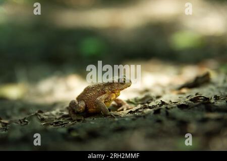 Vue d'un seul crapaud assis sur des feuilles, jour d'été dans l'est de la Pologne Banque D'Images