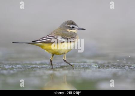 Queue de cheval jaune occidentale, Motacilla flava dans les rivières italiennes. Banque D'Images