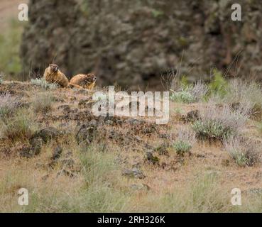 Marmottes à ventre jaune (Marmota flaviventris) et habitat. Parc d'État de Palouse Falls, comté de Franklin, Washington, États-Unis. Banque D'Images