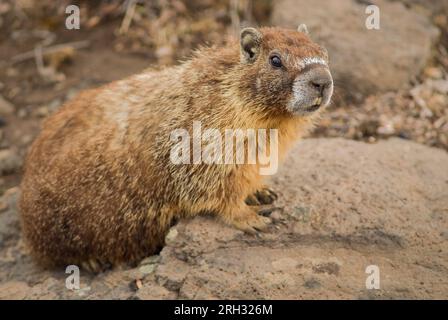 Marmotte à ventre jaune adulte (Marmota flaviventris). Parc d'État de Palouse Falls, comté de Franklin, Washington, États-Unis. Banque D'Images