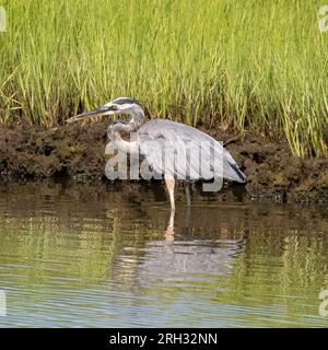 Grand Héron à la recherche de nourriture dans l'estuaire de la rivière Mattapoisett, Massachusetts Banque D'Images