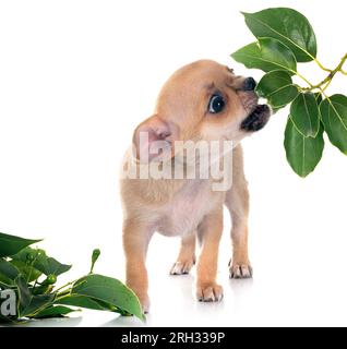 Peu chihuahua in front of white background Banque D'Images