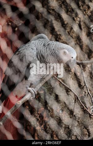 Perroquet gris africain perché sur un arbre dans une cage Banque D'Images