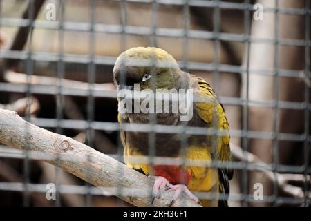 Conure assis sur une branche dans une cage au zoo Banque D'Images