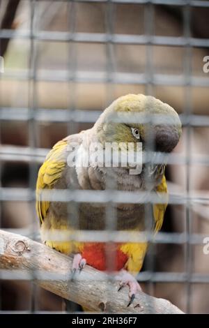 Conure assis sur une branche dans une cage au zoo Banque D'Images