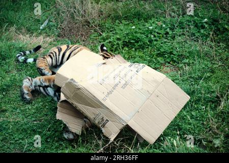 Tigre jouant avec une boîte en carton Banque D'Images