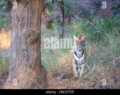 Tigre des bois de l'Inde centrale Banque D'Images