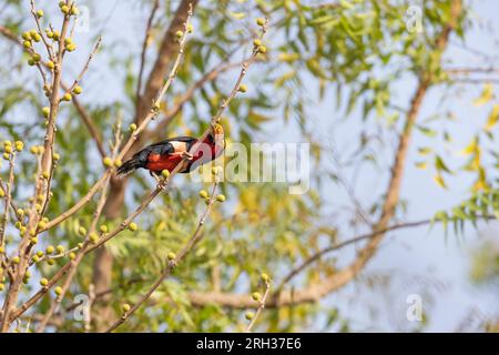 Barbet barbu Lybius dubius, mâle adulte perché au Cap figue Ficus sur arbre, Buffulotto, Gambie, février Banque D'Images