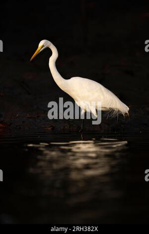 Grande aigrette Ardea alba, fourragère adul non reproductrice en eau peu profonde, Buffulotto, Gambie, février Banque D'Images
