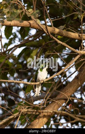 Le coucou de Klass Chrysococcyx klaas, mâle adulte perché dans un arbre, Nambikala, Gambie, février Banque D'Images