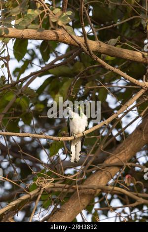 Le coucou de Klass Chrysococcyx klaas, mâle adulte perché dans un arbre, Nambikala, Gambie, février Banque D'Images