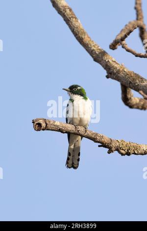 Le coucou de Klass Chrysococcyx klaas, mâle adulte perché dans un arbre, Nambikala, Gambie, février Banque D'Images