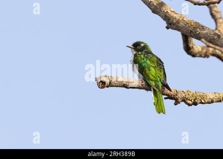 Le coucou de Klass Chrysococcyx klaas, mâle adulte perché dans un arbre, Nambikala, Gambie, février Banque D'Images