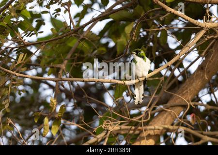 Le coucou de Klass Chrysococcyx klaas, mâle adulte perché dans un arbre, Nambikala, Gambie, février Banque D'Images