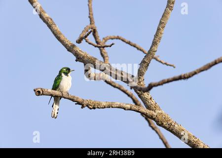 Le coucou de Klass Chrysococcyx klaas, mâle adulte perché dans un arbre, Nambikala, Gambie, février Banque D'Images