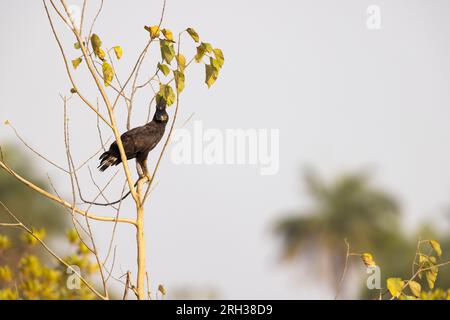 Aigle à crête longue Lophaetus occipitalis, adulte perché dans un arbre, région de Paul, Gambie, février Banque D'Images