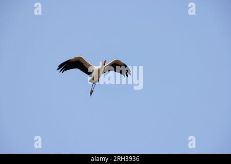 Cigogne à bec jaune Mycteria ibis, adulte en vol, zone humide de Kartong, Gambie, février Banque D'Images