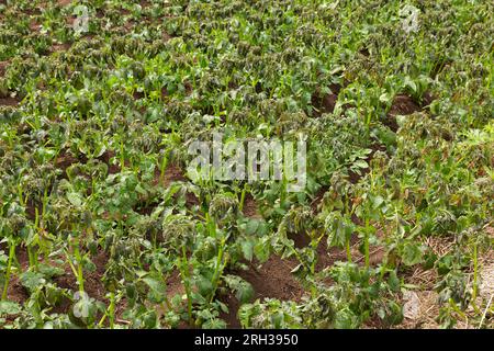 Plants de pommes de terre endommagés par le gel. Plants de pommes de terre présentant des signes de gel des dommages aux feuilles. champ agricole de pommes de terre. Banque D'Images