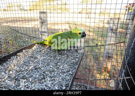 Perroquet à front turquoise adulte de l'espèce Amazona aestiva sauvé en récupérant pour une réintroduction libre Banque D'Images