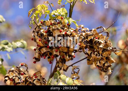 Saga arbre graines de l'espèce Adenanthera pavonina Banque D'Images