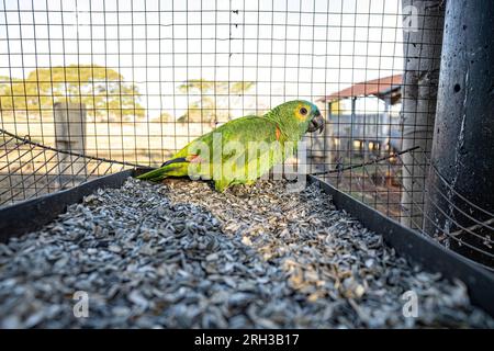 Perroquet à front turquoise adulte de l'espèce Amazona aestiva sauvé en récupérant pour une réintroduction libre Banque D'Images