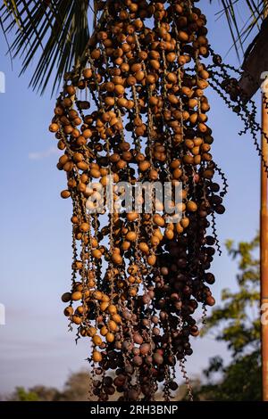 fruits du palmier buriti avec focalisation sélective Banque D'Images